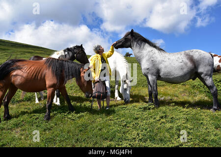 Eine Frau Wanderer bewundern Herde wilder Pferde auf der Weide, Sommer Tag hoch im Rila-gebirge, Bulgarien Stockfoto