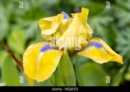 Gelb fällt und Standards mit einem blauen Bart des Standard dwarf bearded Iris, Iris' Streich' Stockfoto
