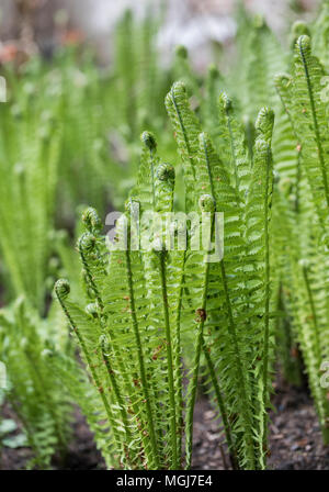 Nahaufnahme von Gartenfarnen (Matteuccia), die sich entrollen, Großbritannien Stockfoto