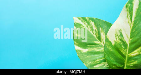 Dieffenbachia Dumb Cane grüne Blätter mit weißen Flecken auf blauem Hintergrund. Lange, Hohe Auflösung Banner Poster mit Platz kopieren. Zimmer Pflanzen Innenraum Dez Stockfoto