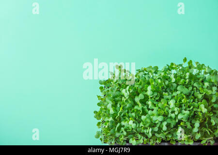 Junge frische grüne Triebe von Topfpflanzen Brunnenkresse auf Pastell Türkis Hintergrund. Gartenbau gesunde Pflanzliche Ernährung Food garnieren Konzept. Minimalistische St Stockfoto