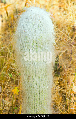 Weiß behaart Cephalocereus Senilis alter Mann Kaktus aus Mexiko in Gelb Wüste unter trockenen Pflanzen. In der tropisch-exotischen Pflanzen. Reisen Lateinamerika Vegetation Stockfoto