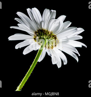 Eine Makroaufnahme der Rückwärtsgang eines Ochsen Auge daisy flower Head. Stockfoto