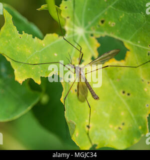 Eine Makroaufnahme eines Krans Fliegen sitzen auf einem grünen Blatt. Stockfoto