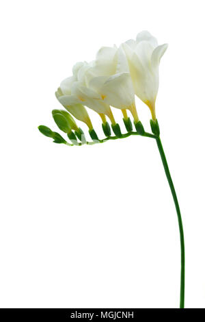Freeseia frische Blumen Stockfoto