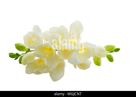 Freeseia frische Blumen Stockfoto