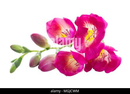 Freeseia frische Blumen Stockfoto