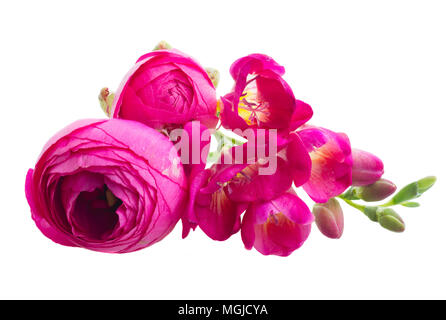 Freeseia frische Blumen Stockfoto