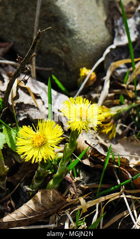 In den frühen Frühling auf der Haut, den Huflattich gelbe Blumen Leuchten in die Felder und die Kanten der Wald und das Ende des Winters bekannt Stockfoto