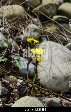 In den frühen Frühling auf der Haut, den Huflattich gelbe Blumen Leuchten in die Felder und die Kanten der Wald und das Ende des Winters bekannt Stockfoto