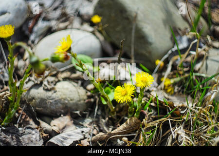 In den frühen Frühling auf der Haut, den Huflattich gelbe Blumen Leuchten in die Felder und die Kanten der Wald und das Ende des Winters bekannt Stockfoto