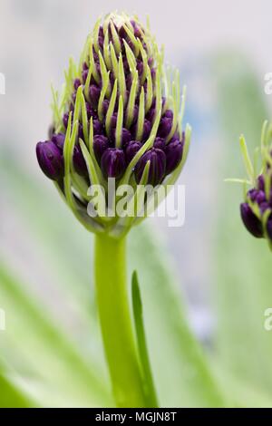 Scilla'S Karibische Juwelen apphire Blau' Stockfoto