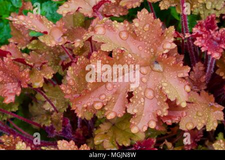 Heuchera 'Marmalade' Alaun Wurzel 'Marmalade Stockfoto