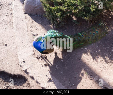 Wandern indischen Pfau mit schönen Schwanz. Tiere Stockfoto