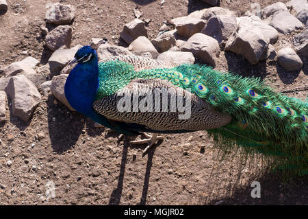 Wandern indischen Pfau mit schönen Schwanz. Tiere Stockfoto