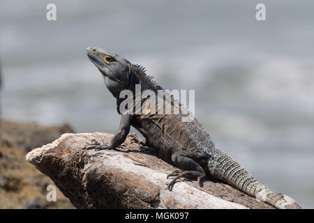 Vorsichtig iguana Sunbathes auf einem Felsen am Meer. Stockfoto