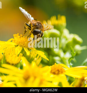 Eine Makroaufnahme einer Drohne fliegen Pollen sammeln von einigen ragwort Blüten. Stockfoto