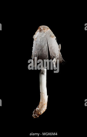 Der Anwalt von Perücke, auch bekannt als Shaggy Inkcap Coprinus comatus Pilze auf einem schwarzen Hintergrund mit Kappe beginnt zu öffnen fotografiert. Es ist oft gesehen growin Stockfoto