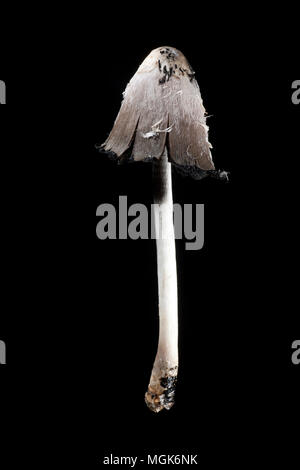Der Anwalt von Perücke, auch bekannt als Shaggy Inkcap Coprinus comatus Pilze auf einem schwarzen Hintergrund mit Kappe beginnt zu öffnen fotografiert. Es ist oft gesehen growin Stockfoto