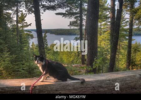 Luna das Abenteuer Kitty ist eine Katze explorer Wer reist der Mittelwesten und darüber hinaus auf der Suche nach neuen Dingen zu sehen und neue Orte zu besuchen. Stockfoto