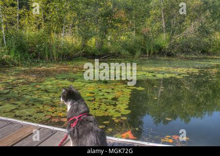 Luna das Abenteuer Kitty ist eine Katze explorer Wer reist der Mittelwesten und darüber hinaus auf der Suche nach neuen Dingen zu sehen und neue Orte zu besuchen. Stockfoto