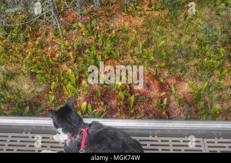 Luna das Abenteuer Kitty ist eine Katze explorer Wer reist der Mittelwesten und darüber hinaus auf der Suche nach neuen Dingen zu sehen und neue Orte zu besuchen. Stockfoto