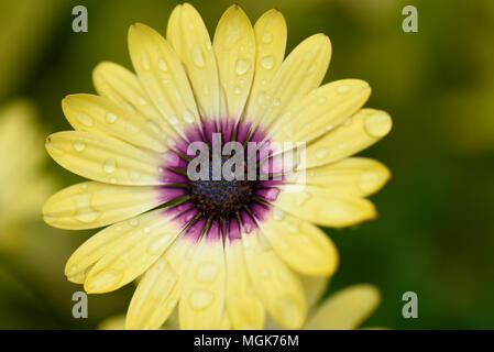 Blume Stockfoto