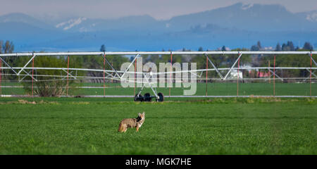 Coyote in einem Heu Feld Stockfoto