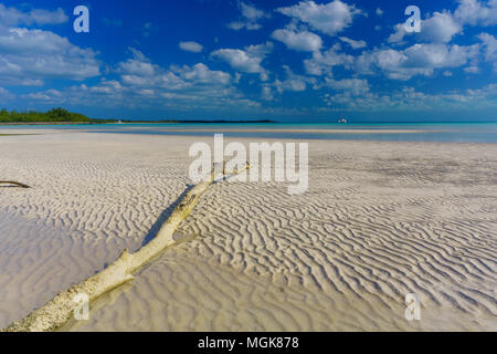 Eleuthera, Bahamas - ein großes Stück Treibholz liegt auf einer Sandbank in der Bahamas Stockfoto