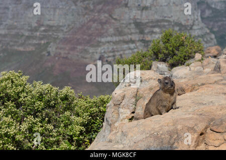 Wild dassie sitzt auf einem Felsen an der Spitze der Lions Head, Kapstadt Stockfoto