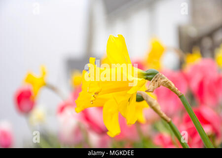 Narzissen und rosa Tulpen im Hintergrund. Der britische Landschaft im Frühjahr, verschwommenes Cottage in Hinter. Vorgarten, Wales, UK. Misty Morning, passenden Farben. Stockfoto