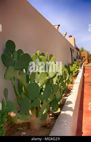 Prickly Pear Kakteen gegen eine Wand im alten Las Cruces NM Stockfoto