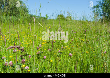 Saftig grüne Blumenwiese im Sommer Stockfoto