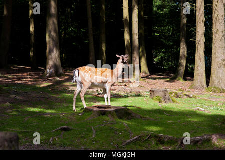 Damwild in einer Waldlichtung, die von der Sonne beleuchtet Stockfoto