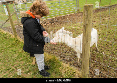 Junge hand-Fütterung ein weißer Damhirsch (Dama Dama). Großbritannien Stockfoto