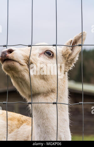 Nahaufnahme, Porträt einer weißen Damwild (Dama Dama). Stockfoto