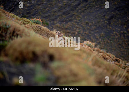 Erwachsene Frau patagonischen Puma ruht auf Hügel mit 2 jungen Jungen, Torres del Paine Nationalpark, Chile Stockfoto