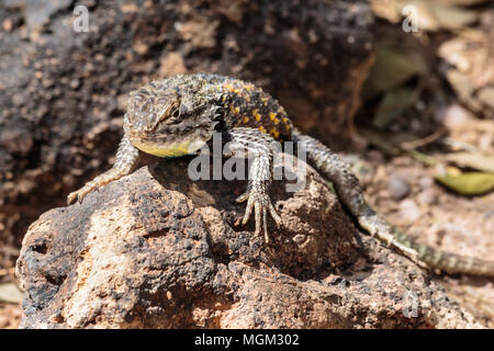 Wüste stachelige Echse (sceloporus Magister) sonnen auf einer dunklen Rock, mit bunten Schuppen, in der Arizona Sonora Wüste. Stockfoto