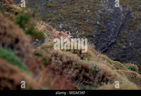 Erwachsene Frau patagonischen Puma ruht auf Hügel mit 2 jungen Jungen, Torres del Paine Nationalpark, Chile Stockfoto