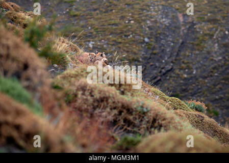 Erwachsene Frau patagonischen Puma ruht auf Hügel mit 2 jungen Jungen, Torres del Paine Nationalpark, Chile Stockfoto