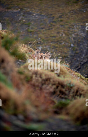 Erwachsene Frau patagonischen Puma ruht auf Hügel mit 2 jungen Jungen, Torres del Paine Nationalpark, Chile Stockfoto