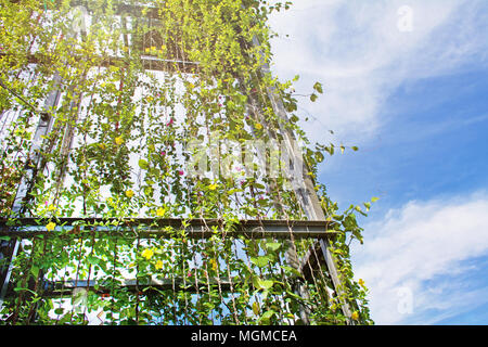 Atemberaubende vertikale Garten mit Kletterpflanzen an den Drähten an der Außenseite des Gebäudes. Stockfoto