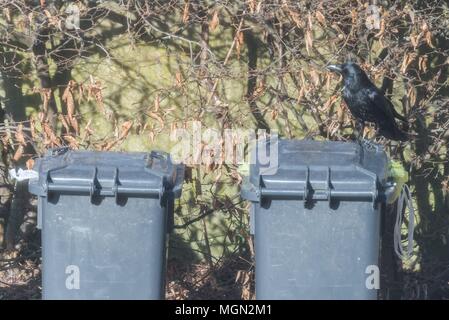 Ein Rabe sitzt auf einem vollen Mülleimer am Straßenrand Stockfoto