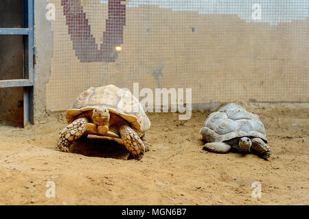 Große Schildkröten an der Beijing Zoo, Tierpark in Peking, China. Stockfoto