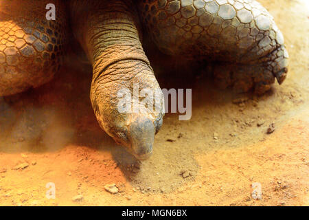 Große Schildkröten an der Beijing Zoo, Tierpark in Peking, China. Stockfoto