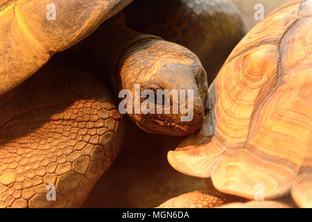 Große Schildkröten an der Beijing Zoo, Tierpark in Peking, China. Stockfoto