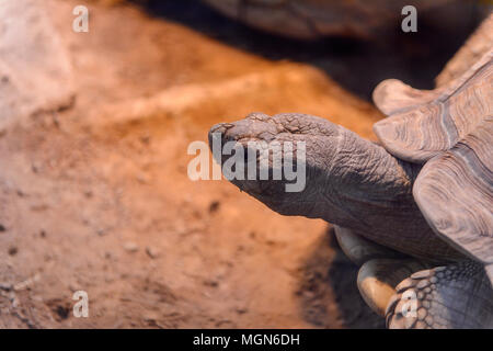 Große Schildkröten an der Beijing Zoo, Tierpark in Peking, China. Stockfoto