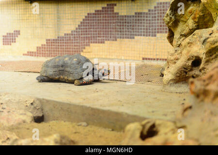 Große Schildkröten an der Beijing Zoo, Tierpark in Peking, China. Stockfoto