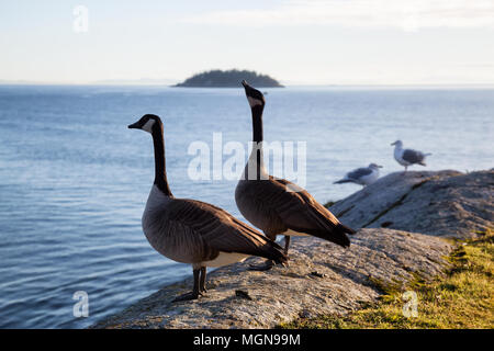 Vogel auf einem Stein saß während eines lebendigen Sonnenuntergang. In Horseshoe Bay, West Vancouver, British Columbia, Kanada. Stockfoto