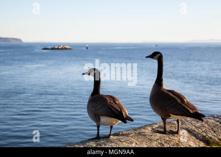 Vogel auf einem Stein saß während eines lebendigen Sonnenuntergang. In Horseshoe Bay, West Vancouver, British Columbia, Kanada. Stockfoto